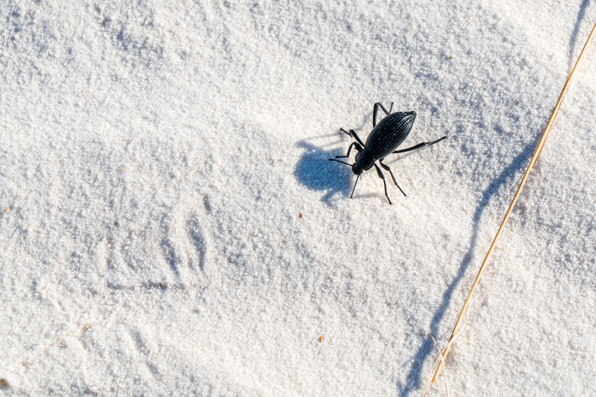 USA 2024 5 Sterne 59